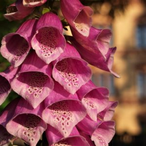 DIGITALIS PANTHER - Foxglove -  (Pink) 17cm