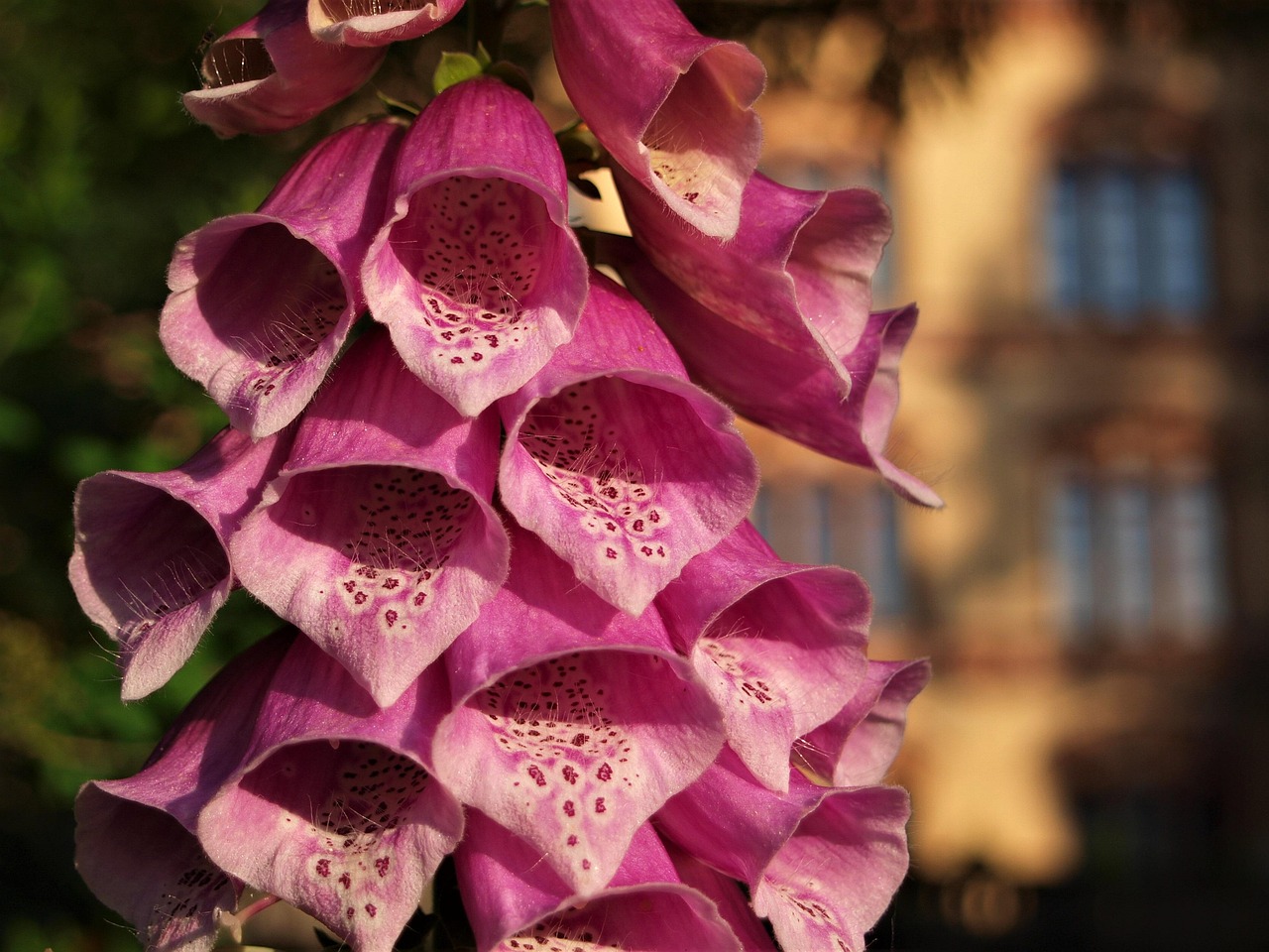 Foxglove Panther Pink - Digitalis purpurea 17cm