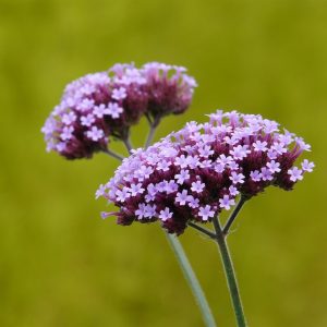 Verbena Rigida - Verbena rigida 15cm