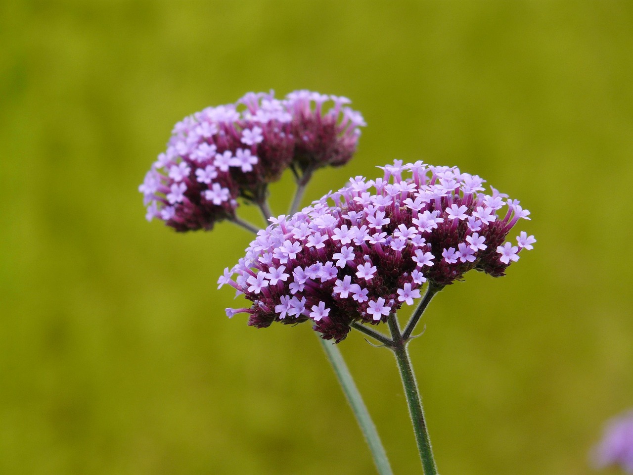 Verbena Rigida - Verbena rigida 15cm
