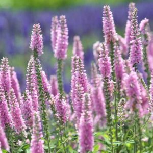 Veronica Pink - Veronica spicata 15cm