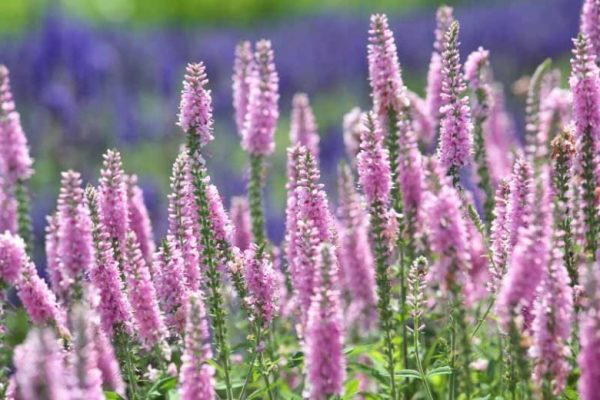 VERONICA SPICATA (Pink) 15cm
