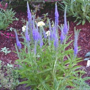 Veronica Blue - Veronica spicata 15cm