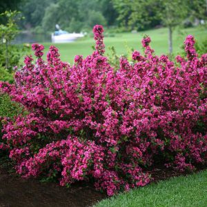 Weigela Deep Pink - Weigela florida 10kg