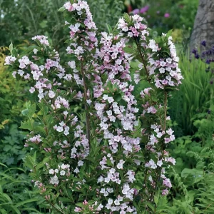 Weigela Apple Blossom Soft Pink - Weigela florida 10kg