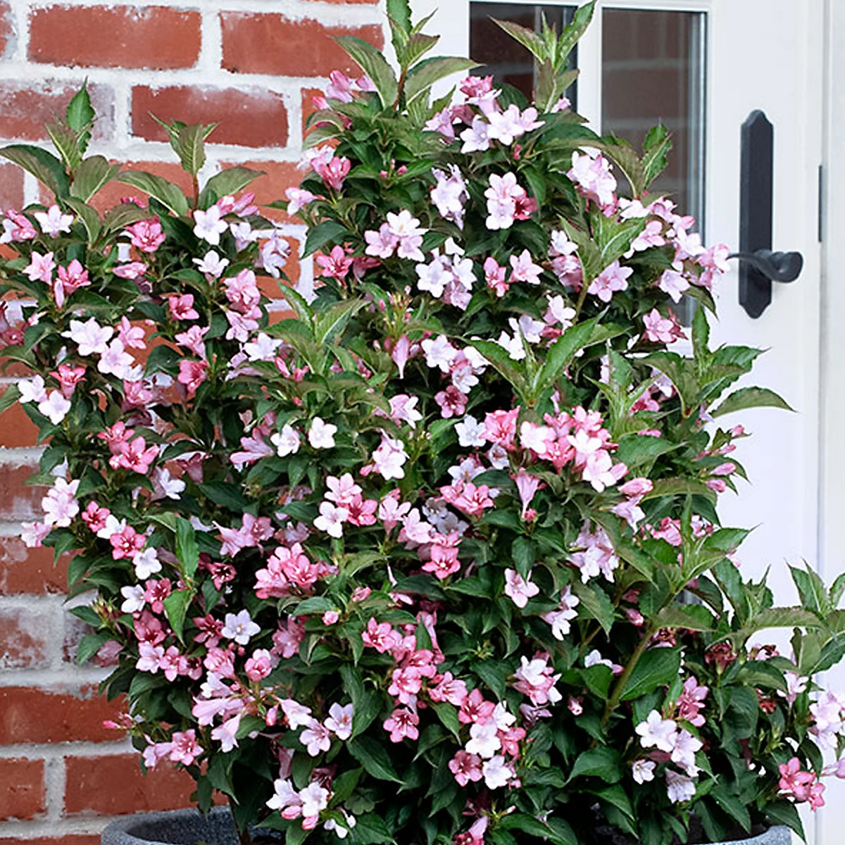 Weigela Apple Blossom Soft Pink - Weigela florida 10kg - Image 2