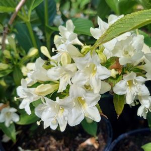 Weigela White - Weigela florida 10kg