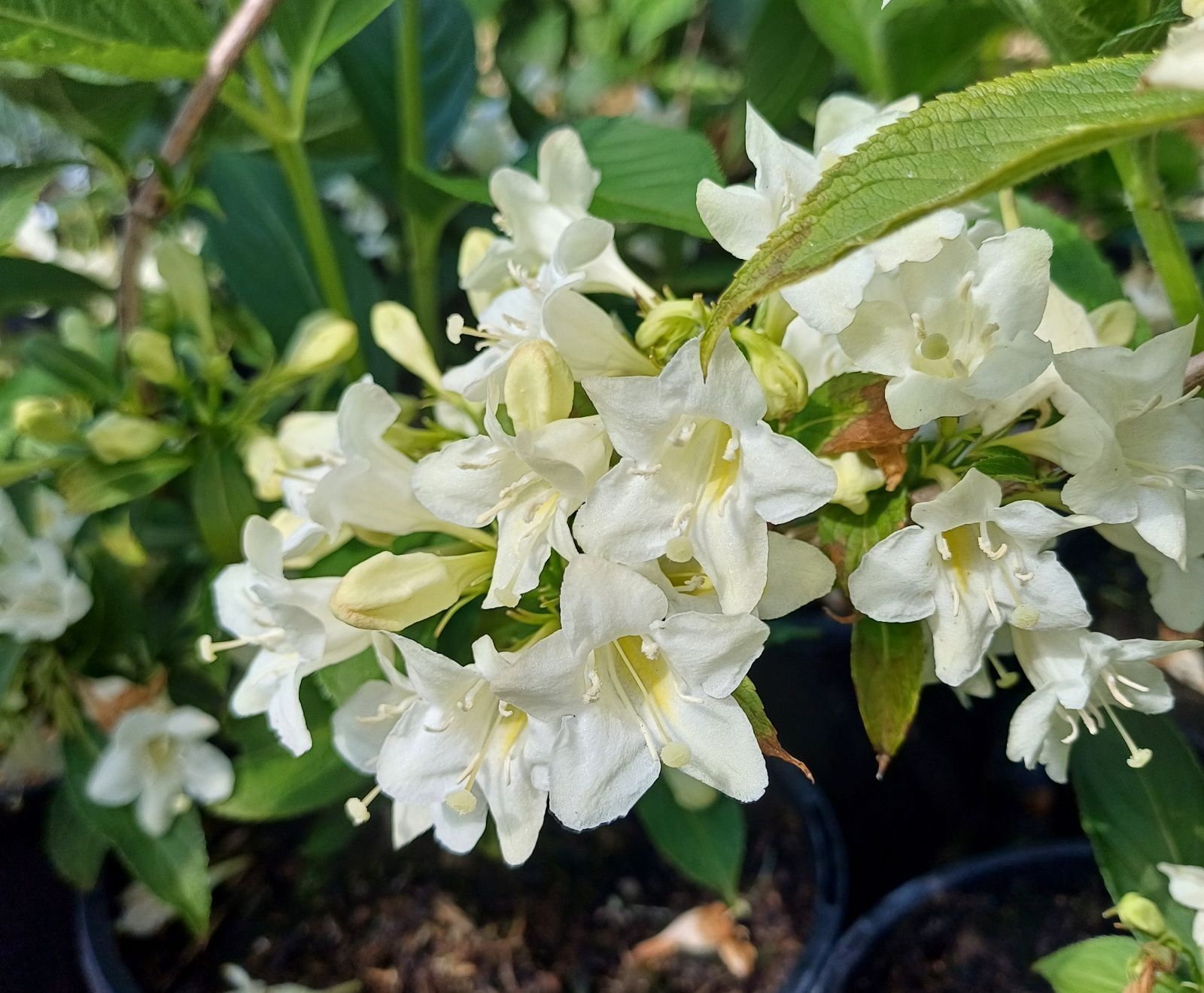 Weigela White - Weigela florida 10kg