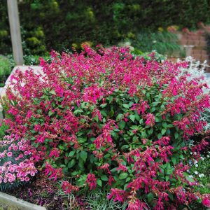 Salvia Wendys Wish - Salvia 17cm