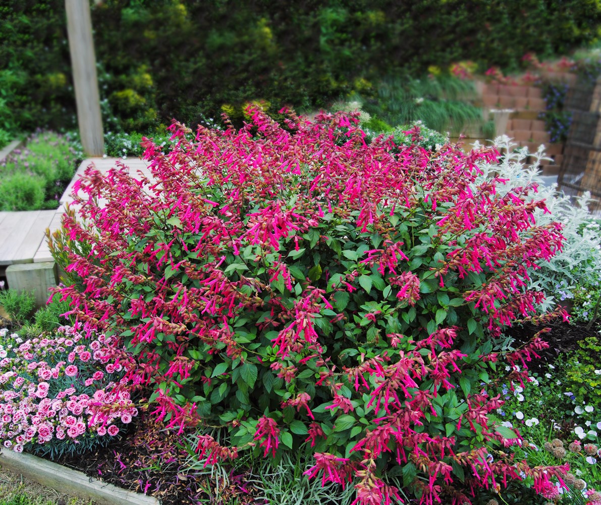 Salvia Wendys Wish - Salvia 17cm