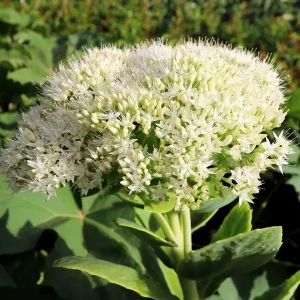 SEDUM SPECTABILE "Iceberg" (White) 17cm