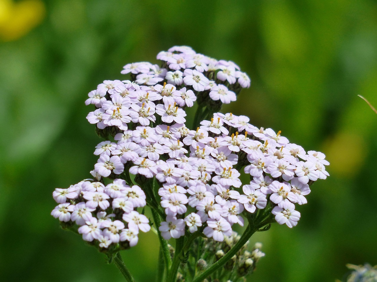 ACHILLEA MILLEFOLIUM white