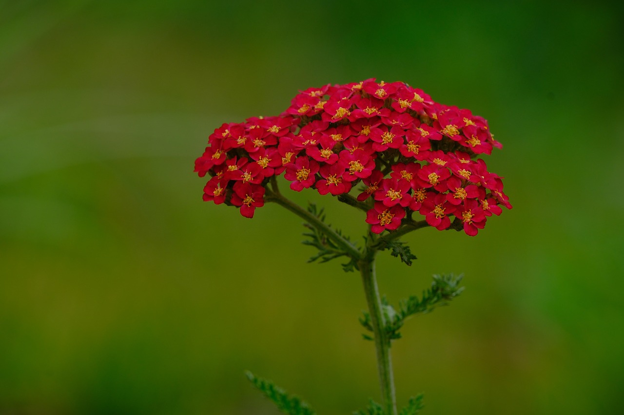 ACHILLEA MILLEFOLIUM (Red)