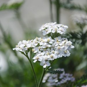 LEUCANTHEMUM MILLEFOLIUM Yarrow (Small shasta daisy) 15cm