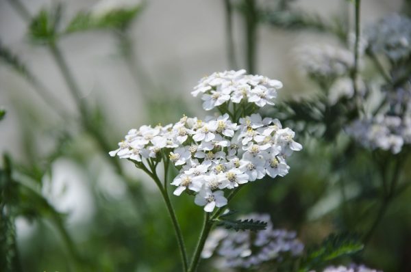 LEUCANTHEMUM MILLEFOLIUM Yarrow (Small shasta daisy) 15cm
