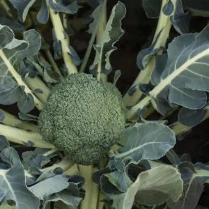 Broccoli Batavia 6pk