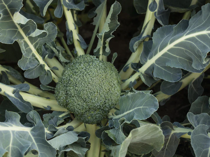 Broccoli Batavia 6pk