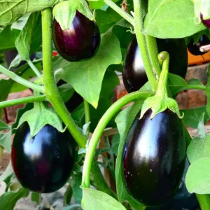 Brinjal Black Beauty Eggplant 6pk