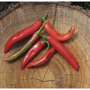 Chilli Cayenne Hybrid Uyababa 6/10 Bred in Za 6pk
