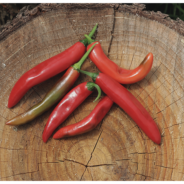 Chilli Cayenne Hybrid Uyababa 6/10 Bred in Za 6pk