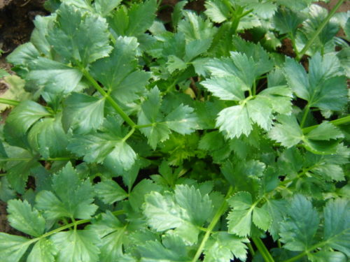 Celery Soup Starke 6pk