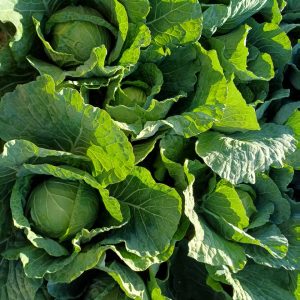Cabbage Star 6pk