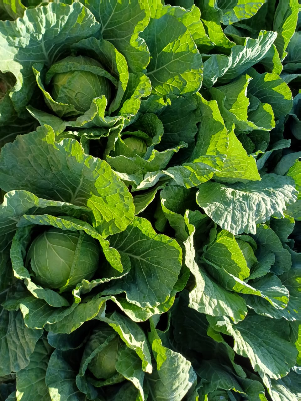 Cabbage Star 6pk