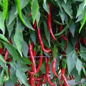 Chilli Cayenne Rajah 5/10 6pk