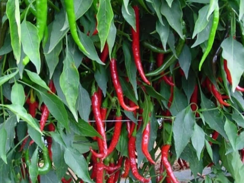 Chilli Cayenne Rajah 5/10 6pk