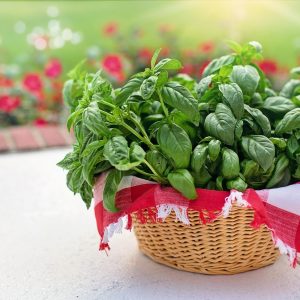 Sweet Basil 6pk