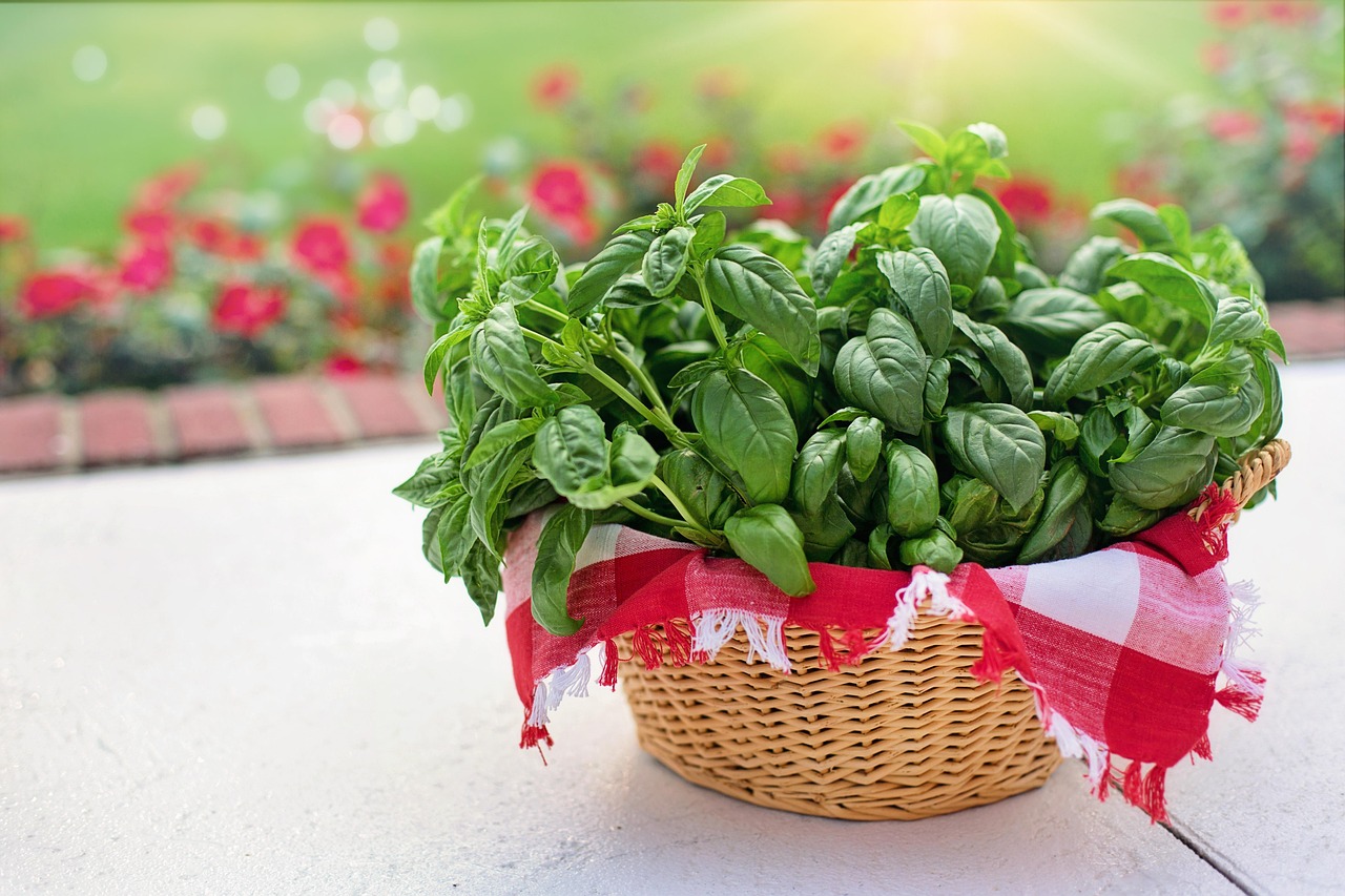 Sweet Basil 6pk