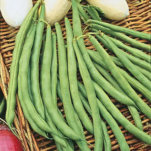 Beans Bush Contender 6pk