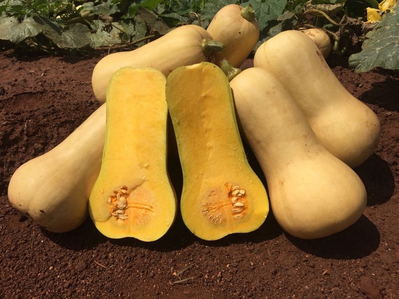Butternut Waltham Select 6pk