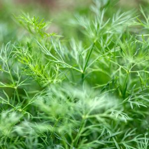 Dill 6pk