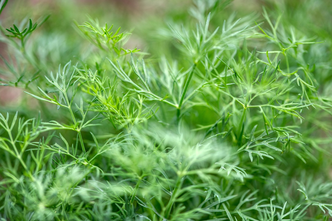 Dill 6pk
