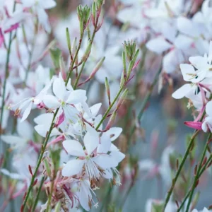 Gaura White - Gaura lindheimeri 17cm