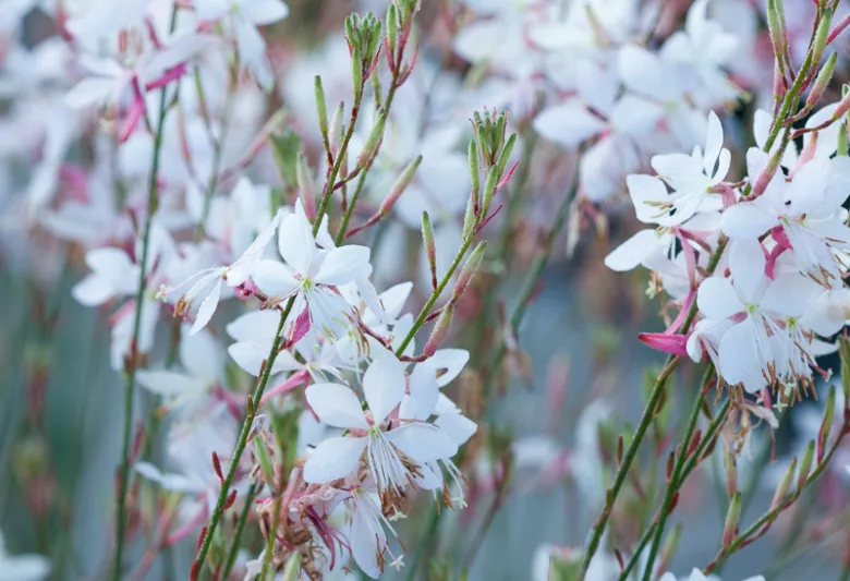 Gaura White - Gaura lindheimeri 17cm