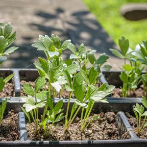 Lovage 6pk