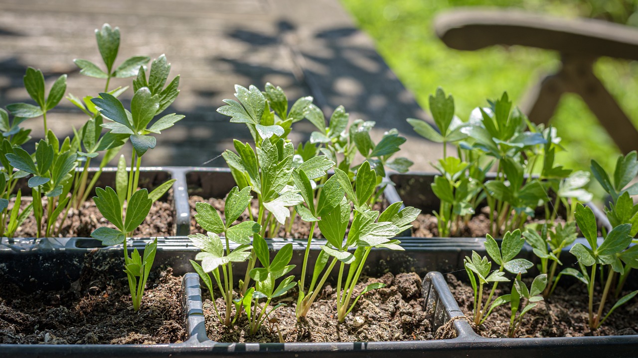 Lovage 6pk