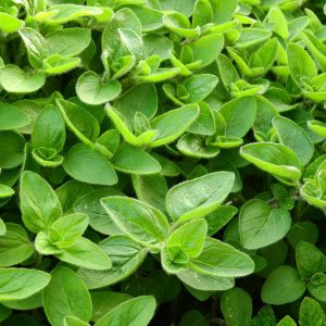Oregano 6pk