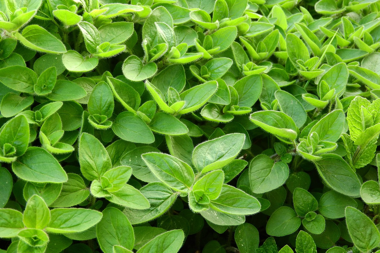 Oregano 6pk