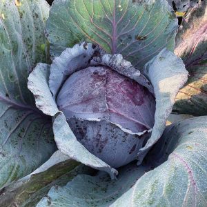 Cabbage Baby Red 6pk