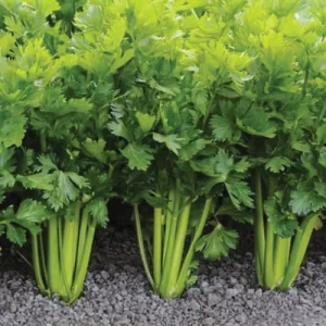 Celery Table Stetham 6pk