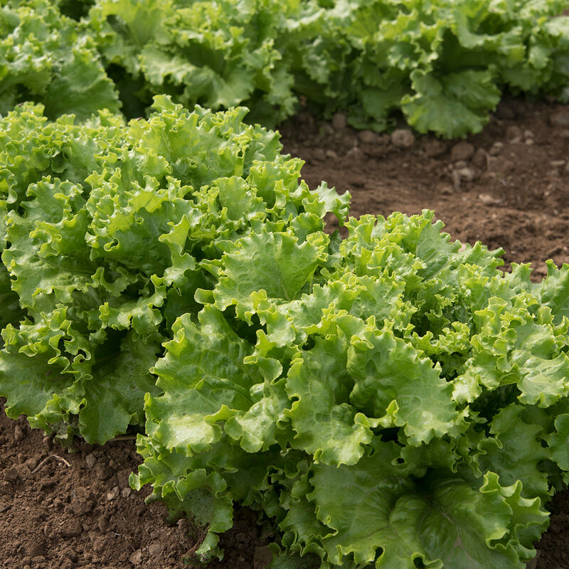 Lettuce Frilly Leaf Green Starfighter 6pk