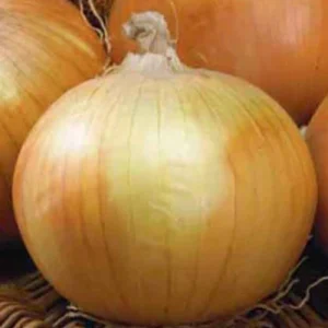 Onion Texas Grano 6pk