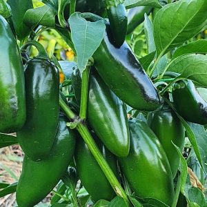 Chilli Jalapeno Hybrid Bravo 2/10 6pk