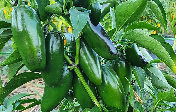 Chilli Jalapeno Hybrid Bravo 2/10 6pk