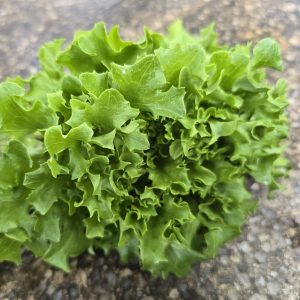 Lettuce Eazyleaf Ezabel 6pk