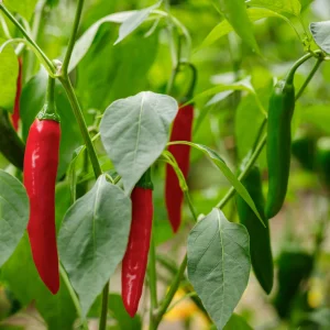 Chilli Korean Hybrid Passion 6/10 6pk