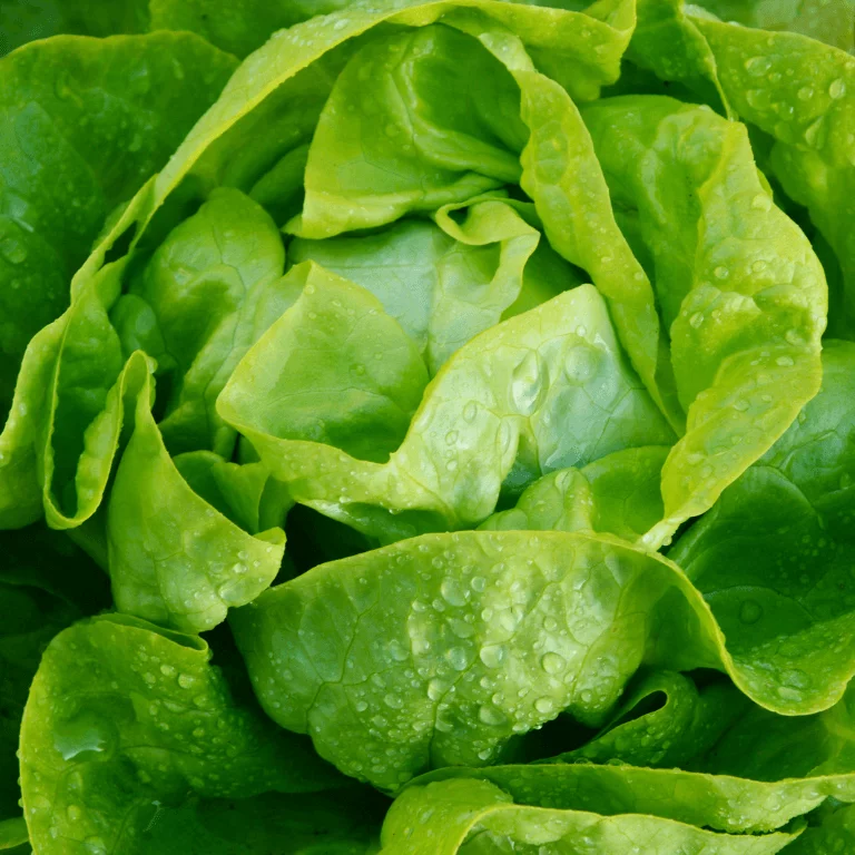 Lettuce Multi Leaf Butter Head Aquino 6pk